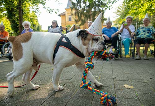 Aktivnosti z živalmi