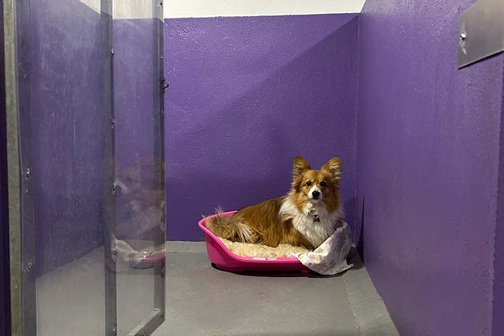 Hotel za hišne Ljubljenčke Celje