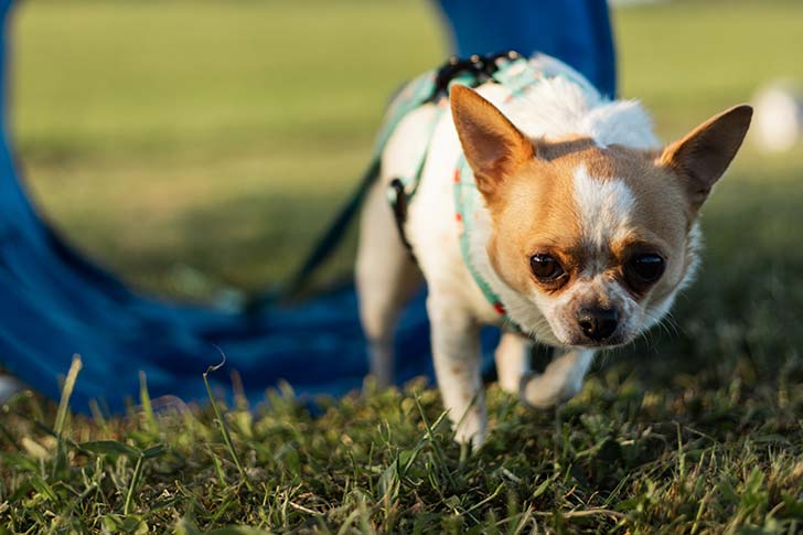 Pasja šola Celje in okolica