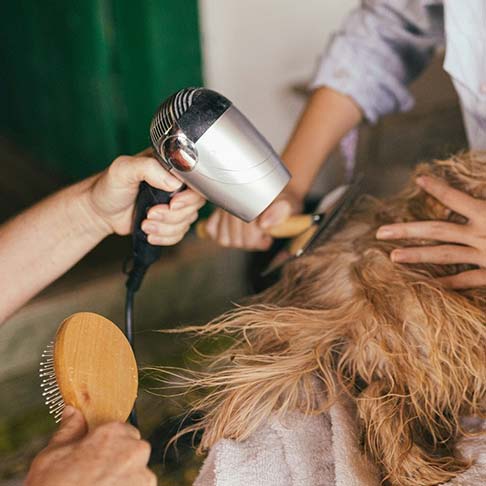 trimanje pasje dlake